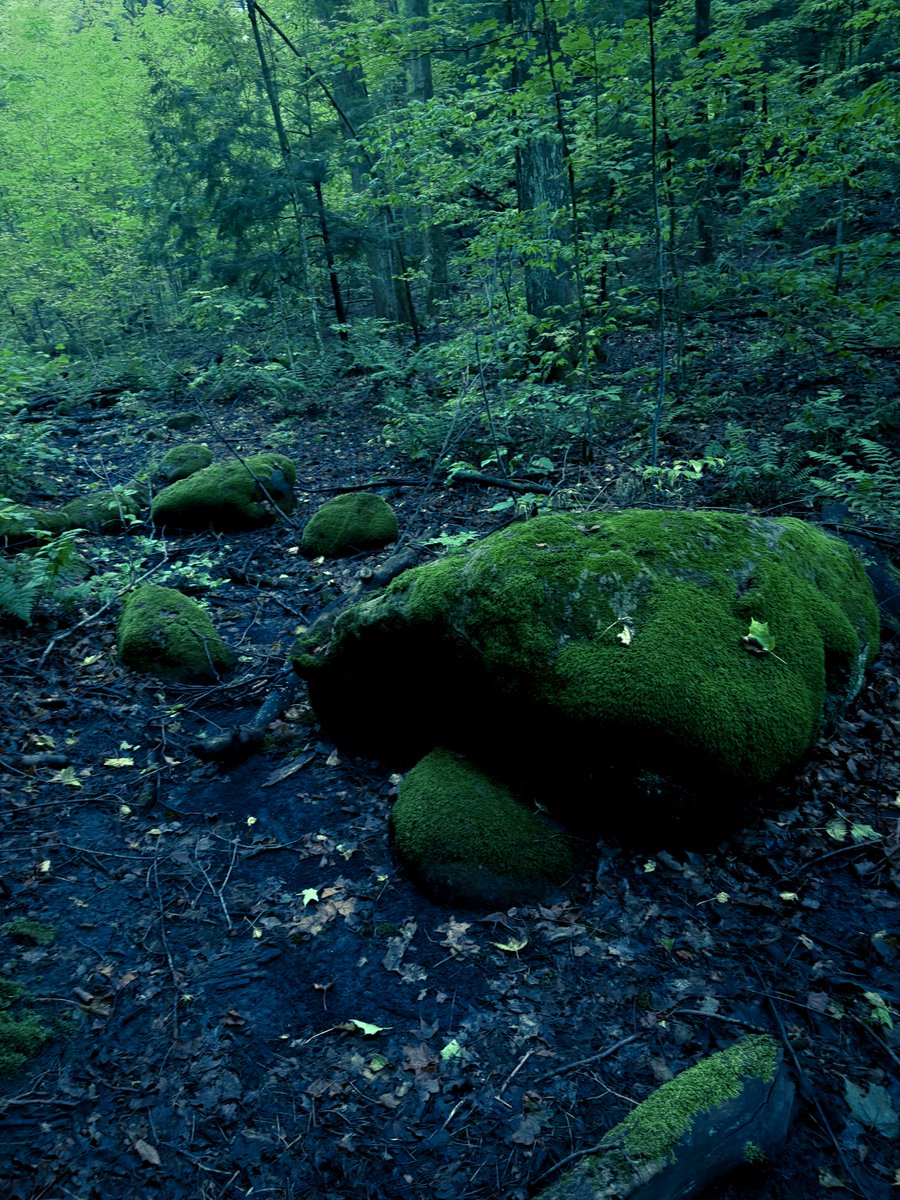 dbglovesyou's tweet photo. green_2_img https://t.co/FOzUBjicrG