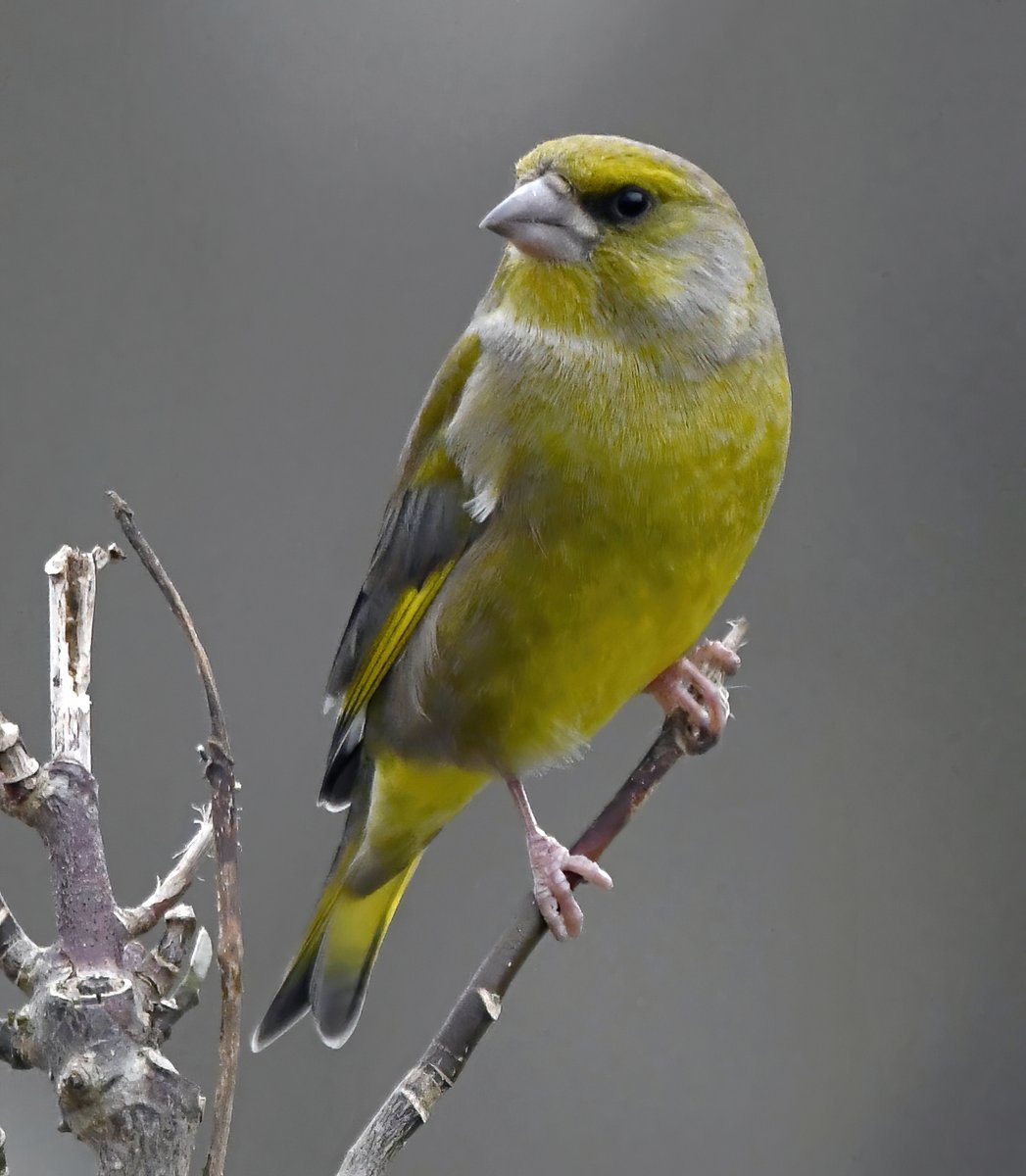 Carl Bovis tweet media