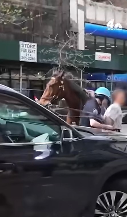 bullets_no's tweet image. Sum dont like Black
Sum dont #Jews
But thats only bc
they never grew up
a BKLYN #GUIDO
surrounded by #NYC #LIBTARDS

Listen 2 what this Libtard yells
@ a Mounted #Cop
chasin a Chick
who snatched a purse
only 1 yr
after getting out of jail
4 MURDER!
👉youtube.com/shorts/iw69YZ-…