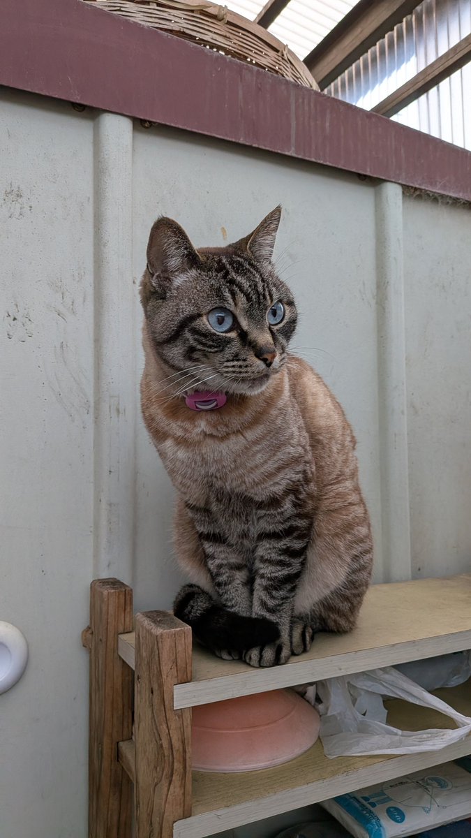 ひめ100【+虎太朗】 tweet media