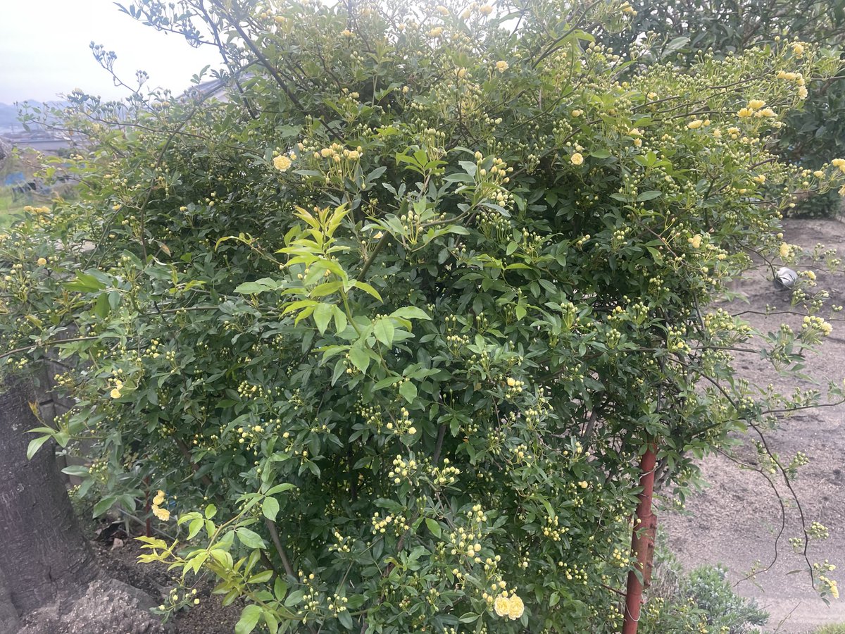 おはようございます😃
モッコウバラが咲き始めました。