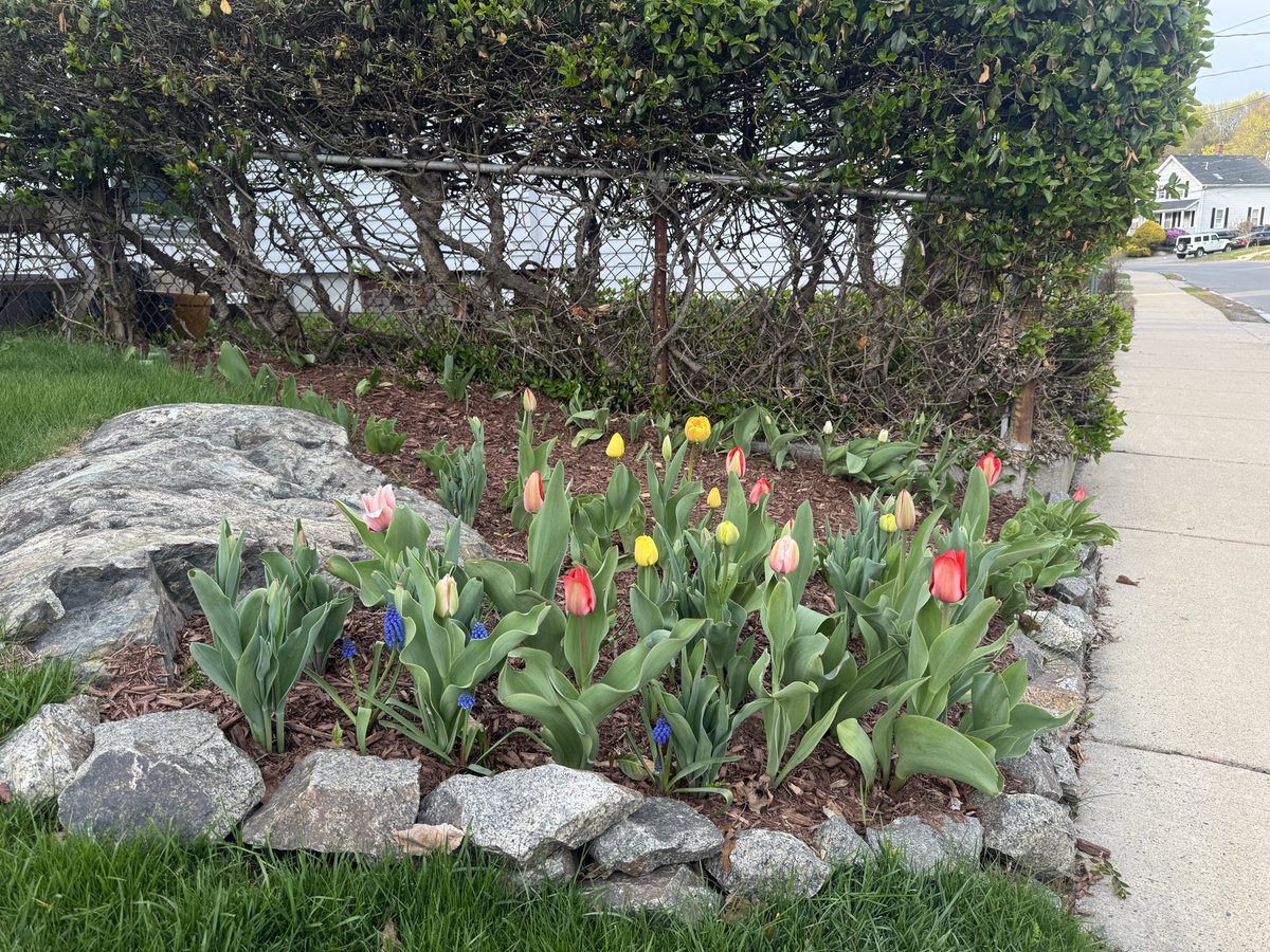 arozycki's tweet photo. Reinforcements have arrived after a few warmer days this week. Very #stoneham on this side of the yard @ericfisher @TheTKWeatherXp https://t.co/vpa6pMlHnJ