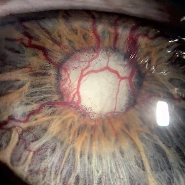 peppermint tweet media