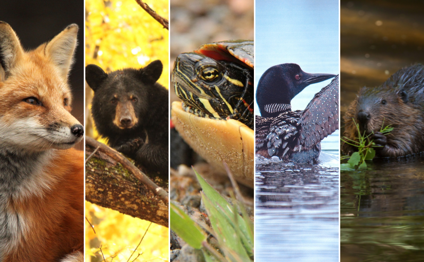 Parcs Ontario tweet media