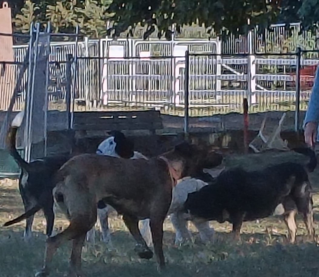 Cheese on Toast tweet media