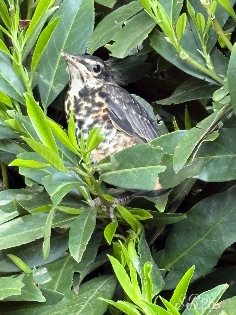 Tina_RebaRocks's tweet image. I took this shot on my break today. A moment of peace in a frustrating day. #HiddenInPlainSight
#NatureMagic
#BirdsOfInstagram
#WildlifeMoment
#BackyardBeauty