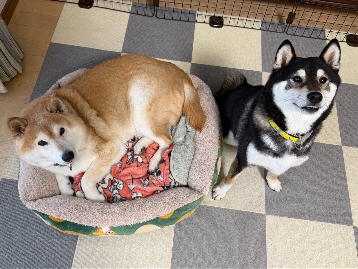 柴犬 りく&ふく tweet media