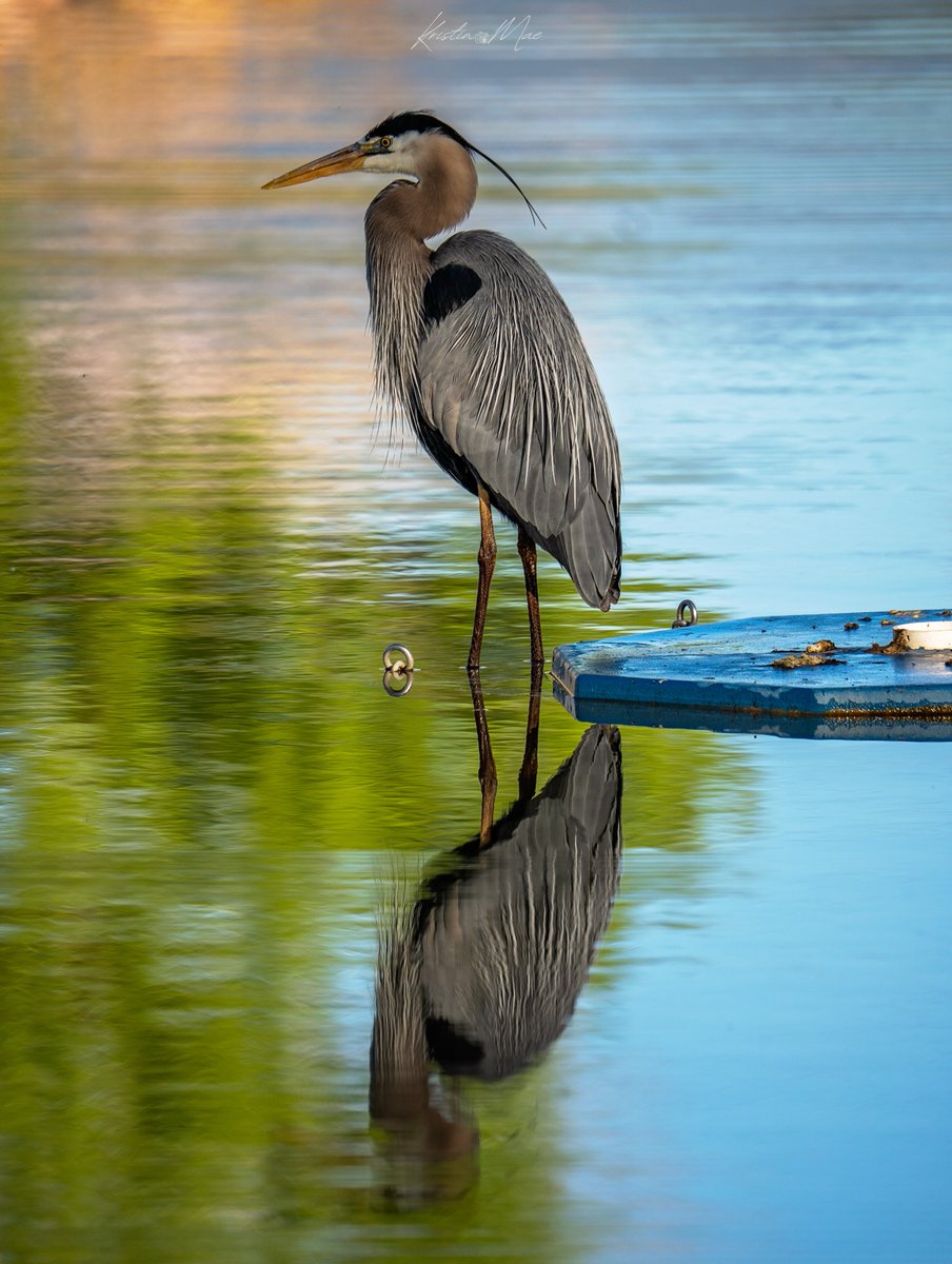 Kristin Mae Photography tweet media