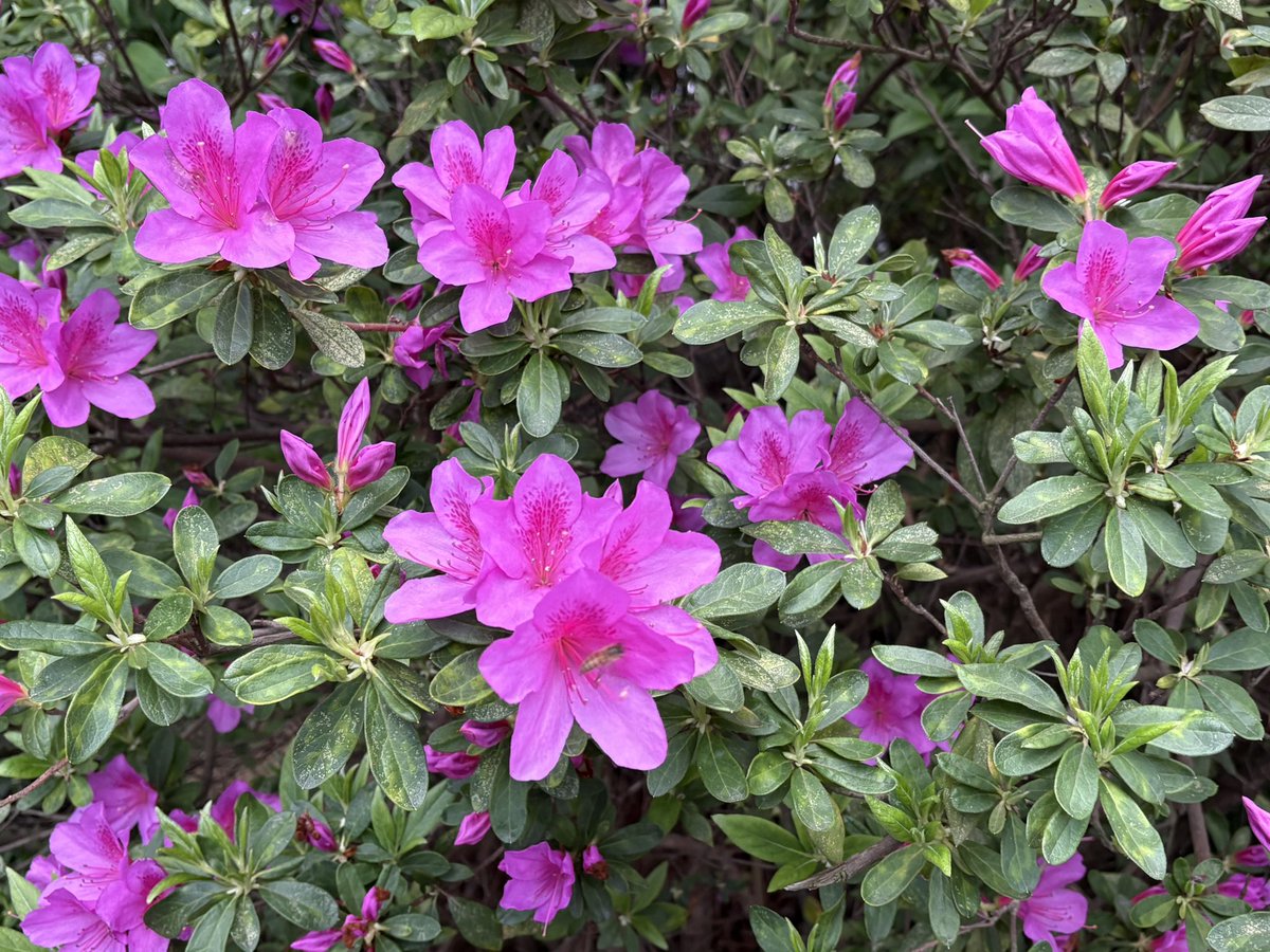 🦀ぴらふ tweet media