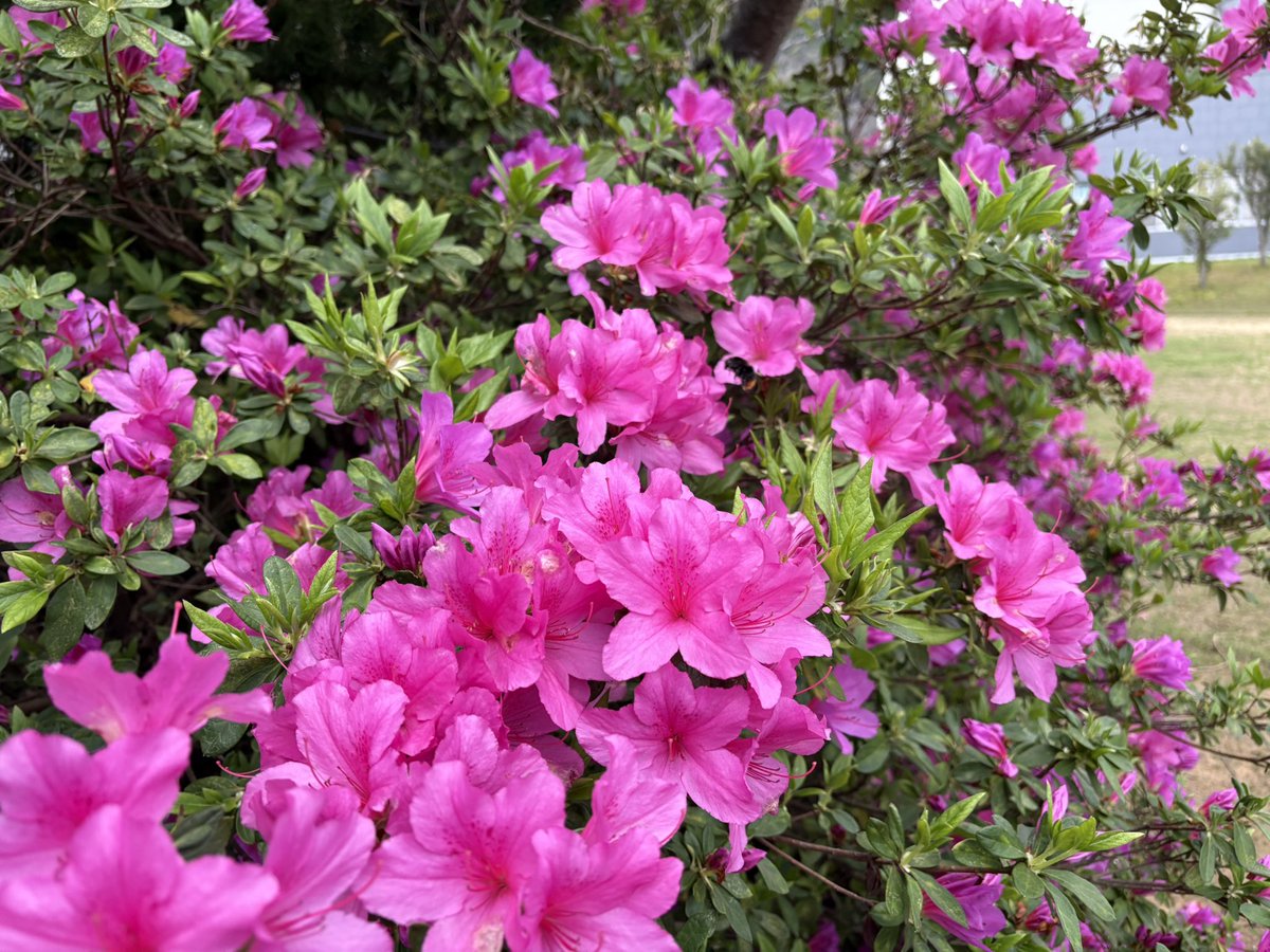 🦀ぴらふ tweet media