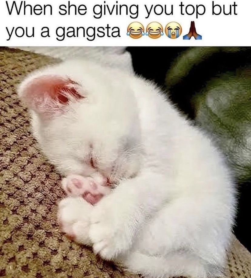 pattoune tweet media