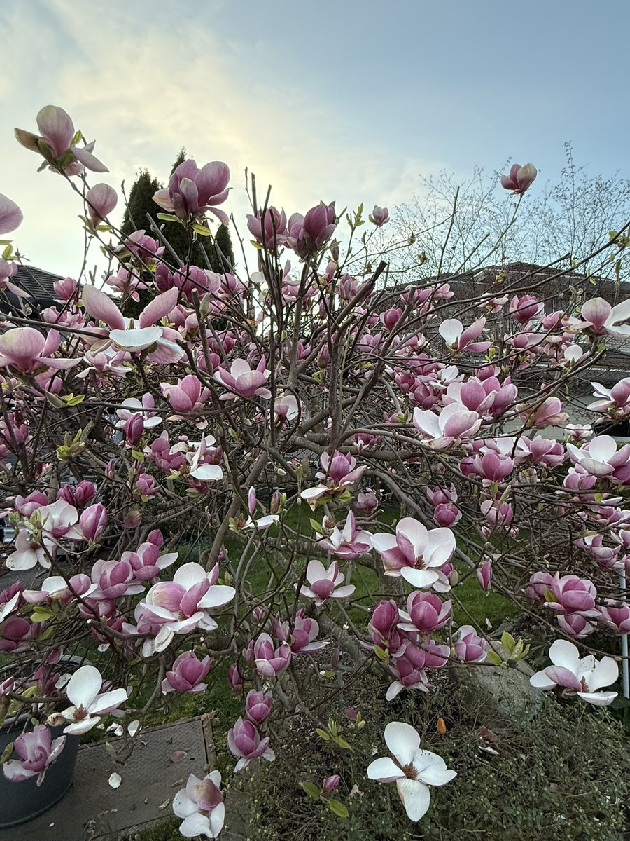 MarcDalton's tweet image. North of #Edmonton: surprise moose in my sister’s driveway, fresh snow to shovel 🫎⛄️
#MapleRidge: same day, different struggle: seasonal allergies in full bloom 🌸🤧