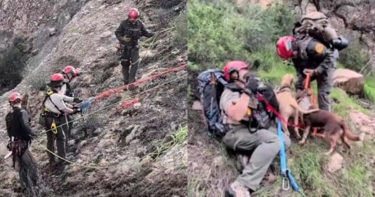 Dog lovers tweet media