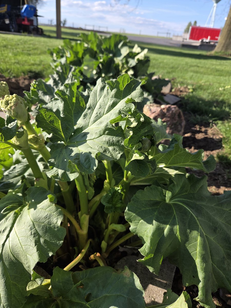 DianeBrumbaugh tweet media