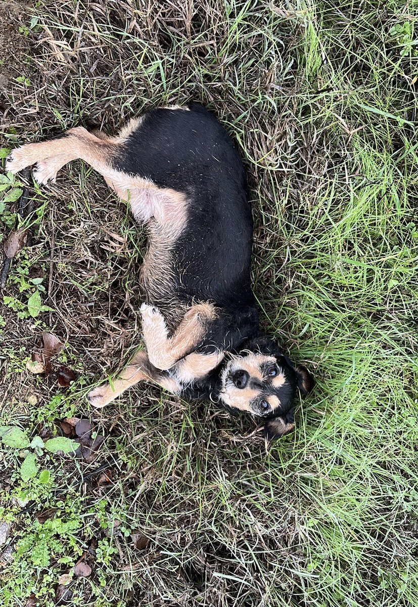 FMartinGB's tweet photo. Que suerte hemos tenido de compartir contigo 12 años de nuestra vida.
Vuela alto “Chico”, te quiero mucho 💫🌈😘👆💔 https://t.co/y8IOabpOGD