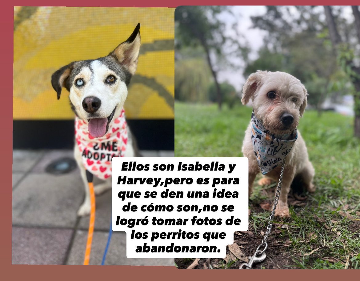 𝙷𝚎𝚕𝚊 𝙼𝚘𝚛𝚎 🐶 tweet media