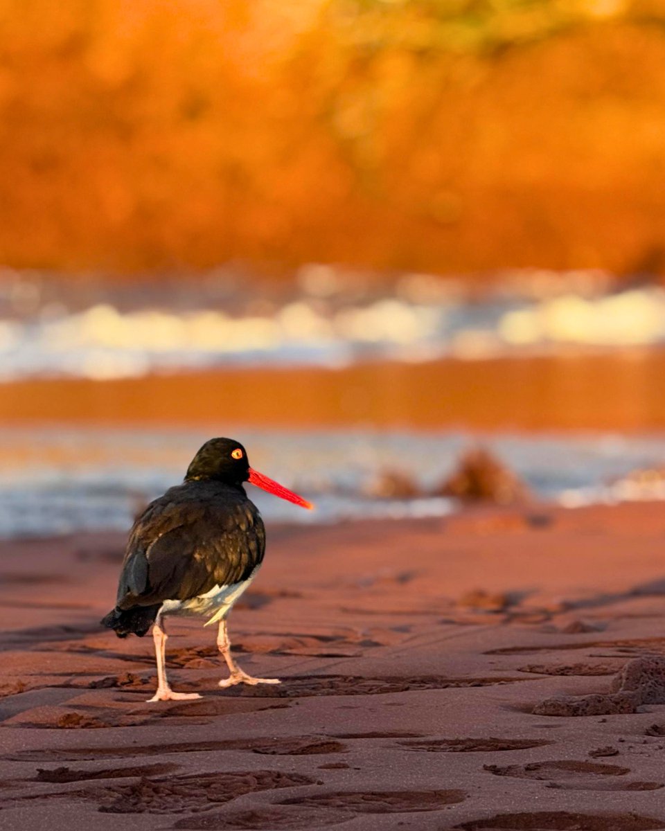 Lindblad Expeditions tweet media