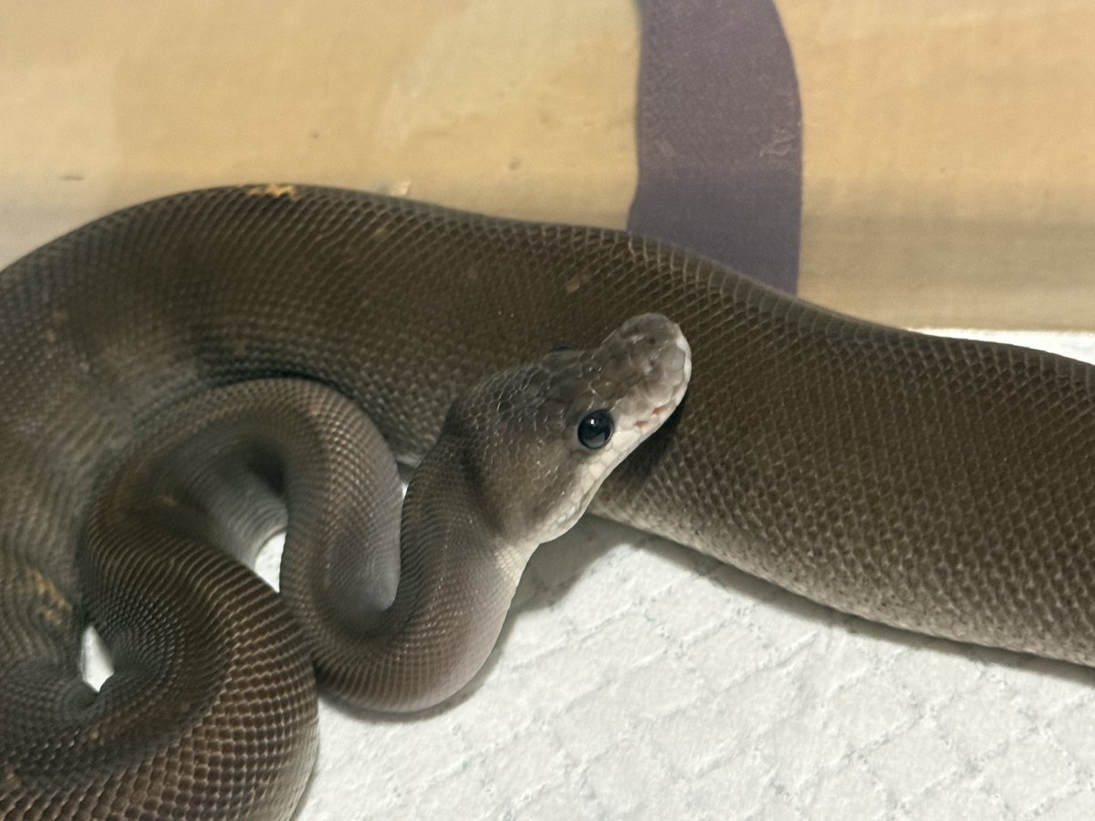 sunameri618's tweet photo. 可愛い生き物、2枚目は私の指を狙ってる https://t.co/NBbMB2yYTt