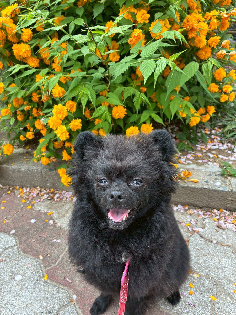 林　よう子 tweet media