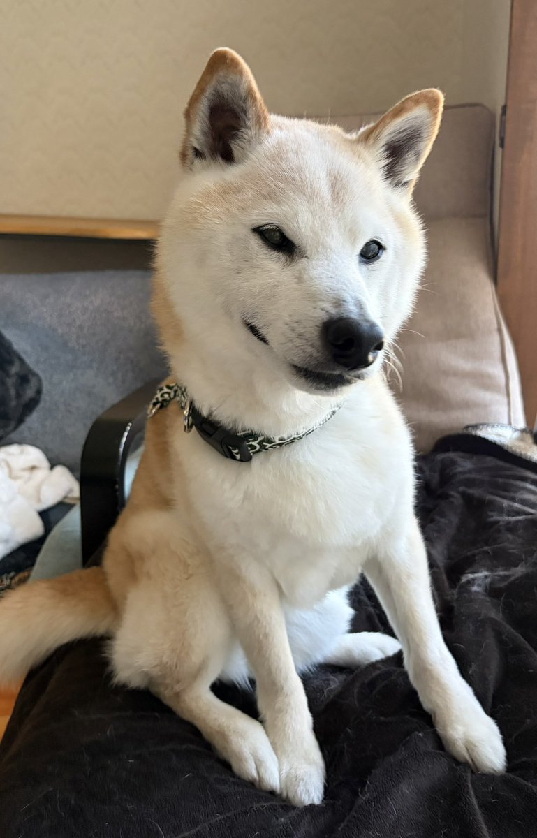 柴犬がっくん tweet media