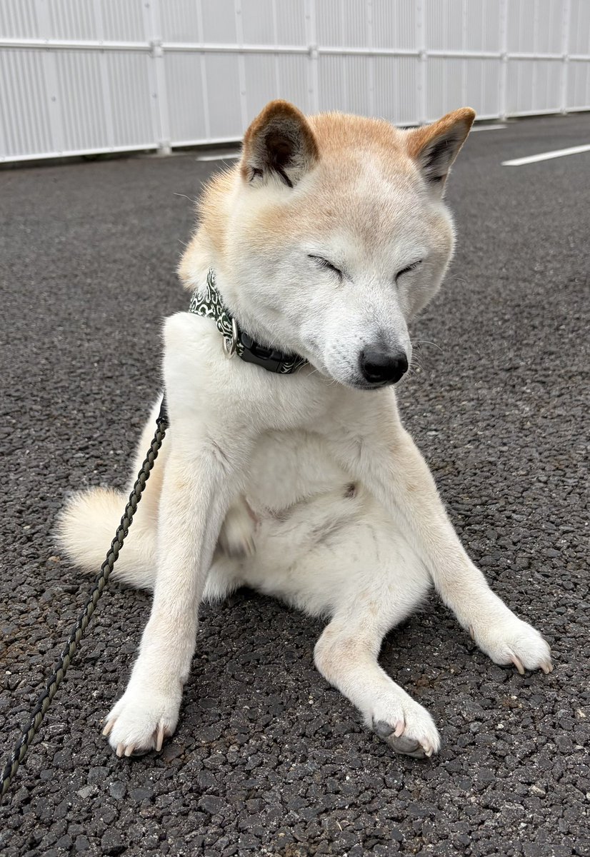 柴犬がっくん tweet media
