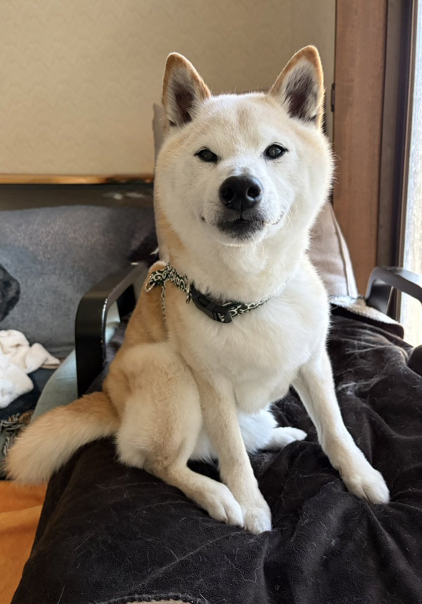 柴犬がっくん tweet media