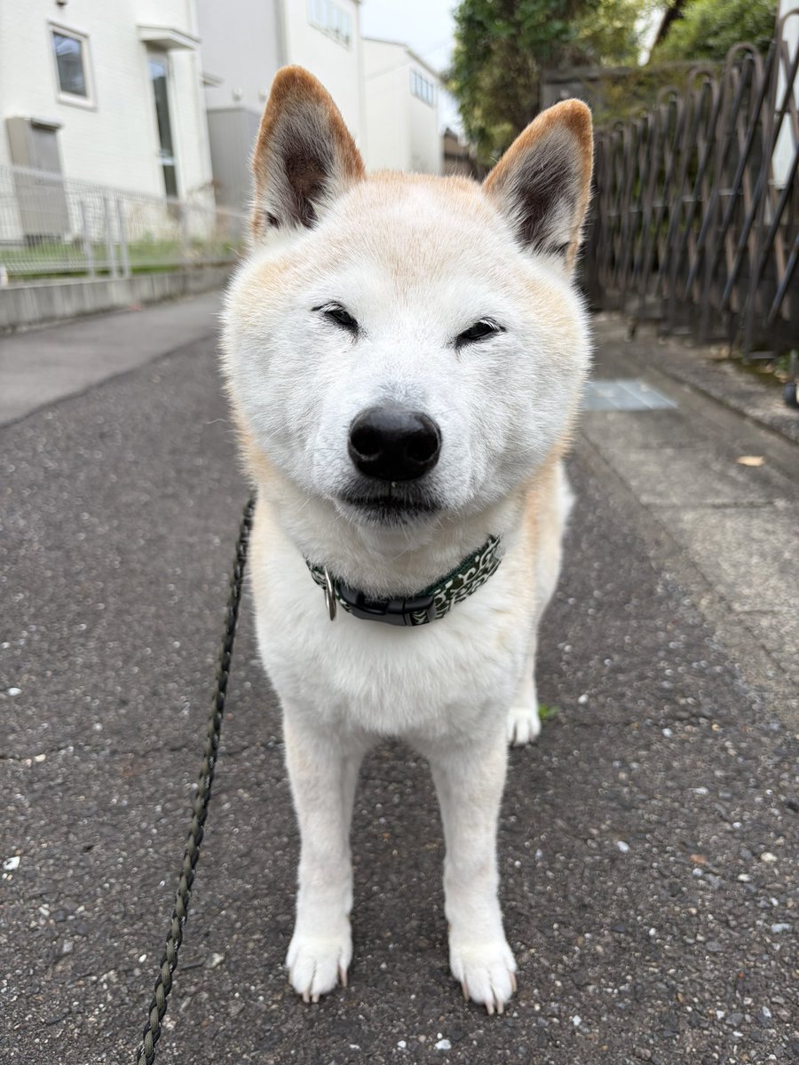 柴犬がっくん tweet media