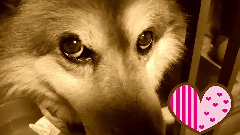 カクンアーチャンchannel tweet media