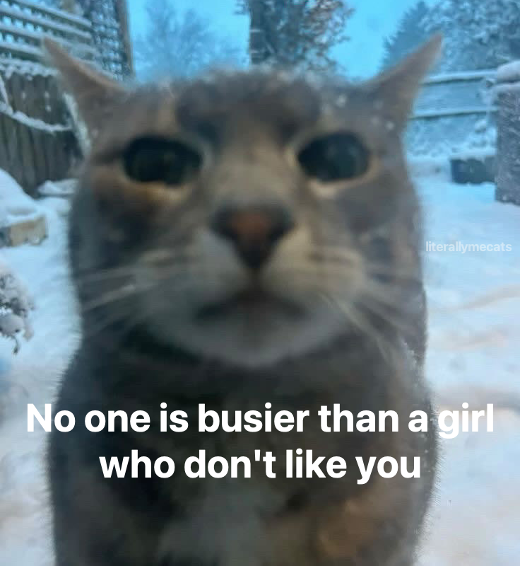 LiterallyMeCats tweet media