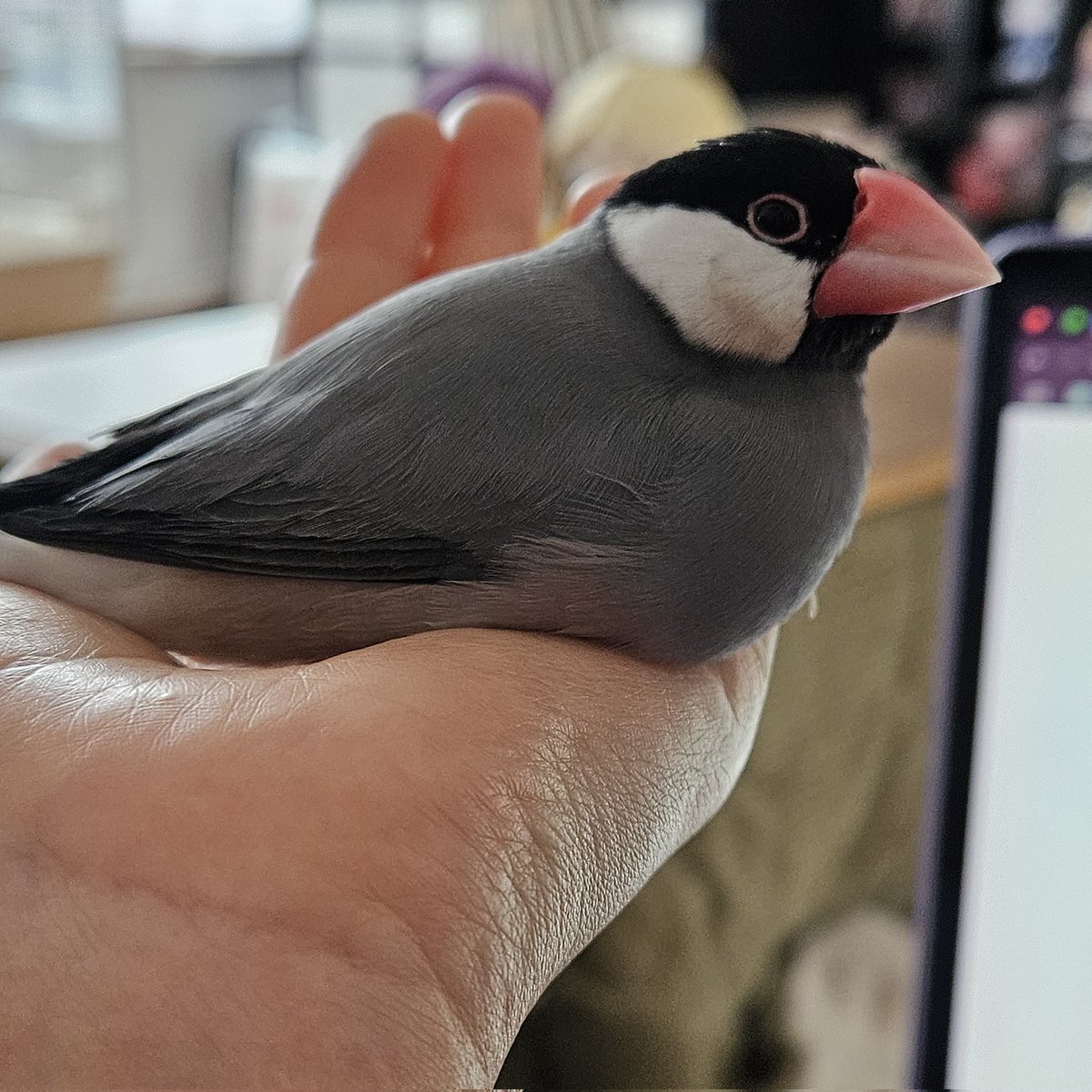 Fifo ˗ˏˋ 𓅪 ˎˊ˗ tweet media