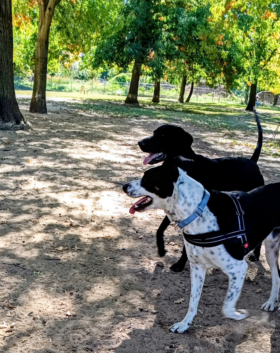 Cheese on Toast tweet media