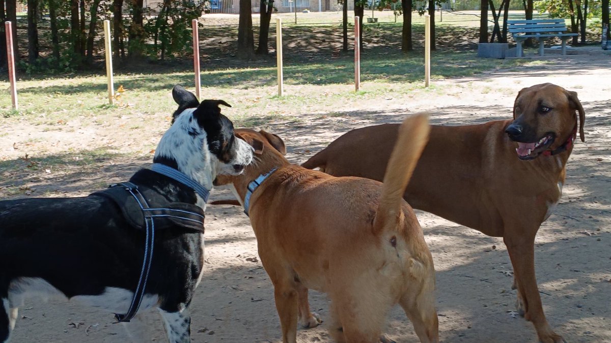 Cheese on Toast tweet media