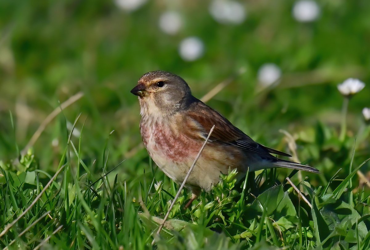 A beautiful Linnet in a Cornish field. 😍
 Taken last week in Porthleven. 😊🐦