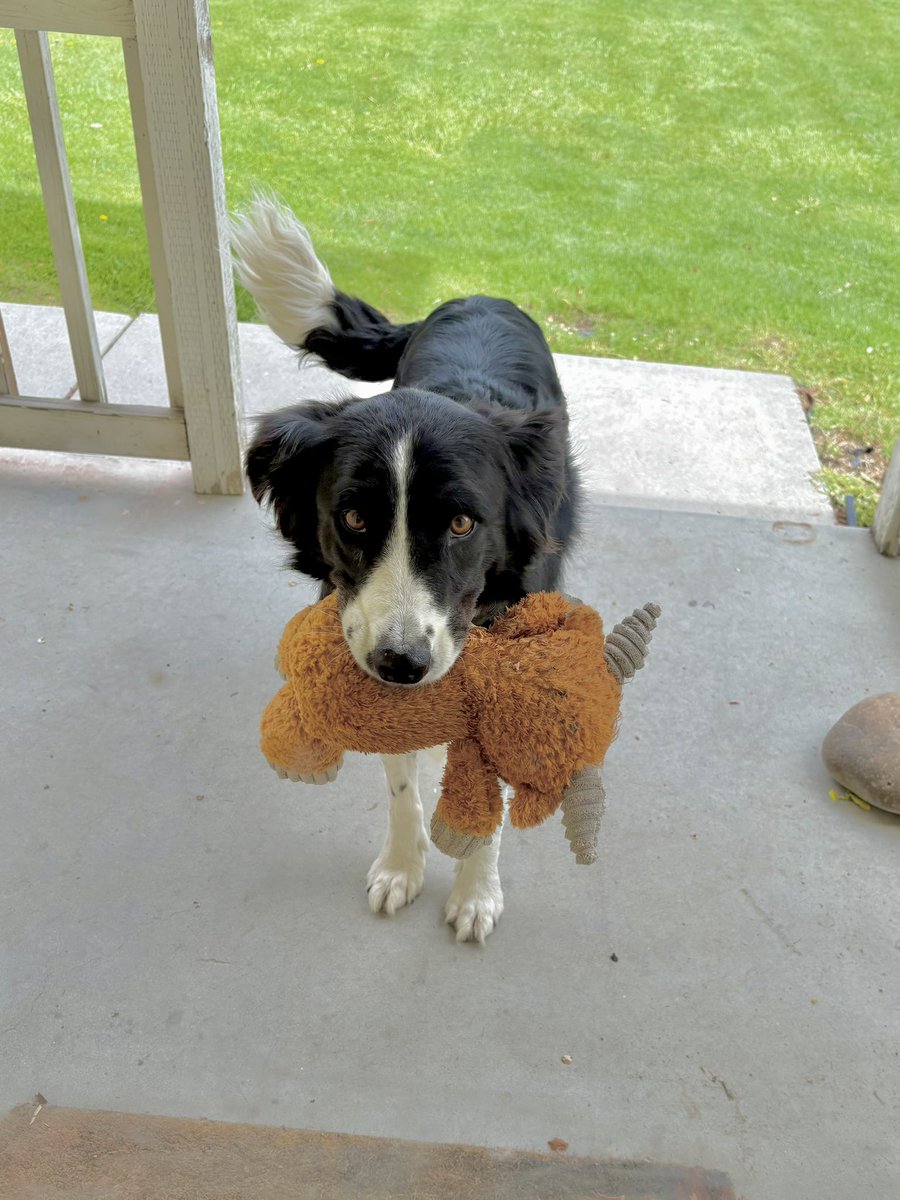WilmaBenton19's tweet image. Nash is there and he brought his cow. They’re very MOO-tivated to play! 🐄 
#dogsofx #dogsoftwitter