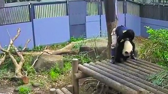 ぱおシャン tweet media