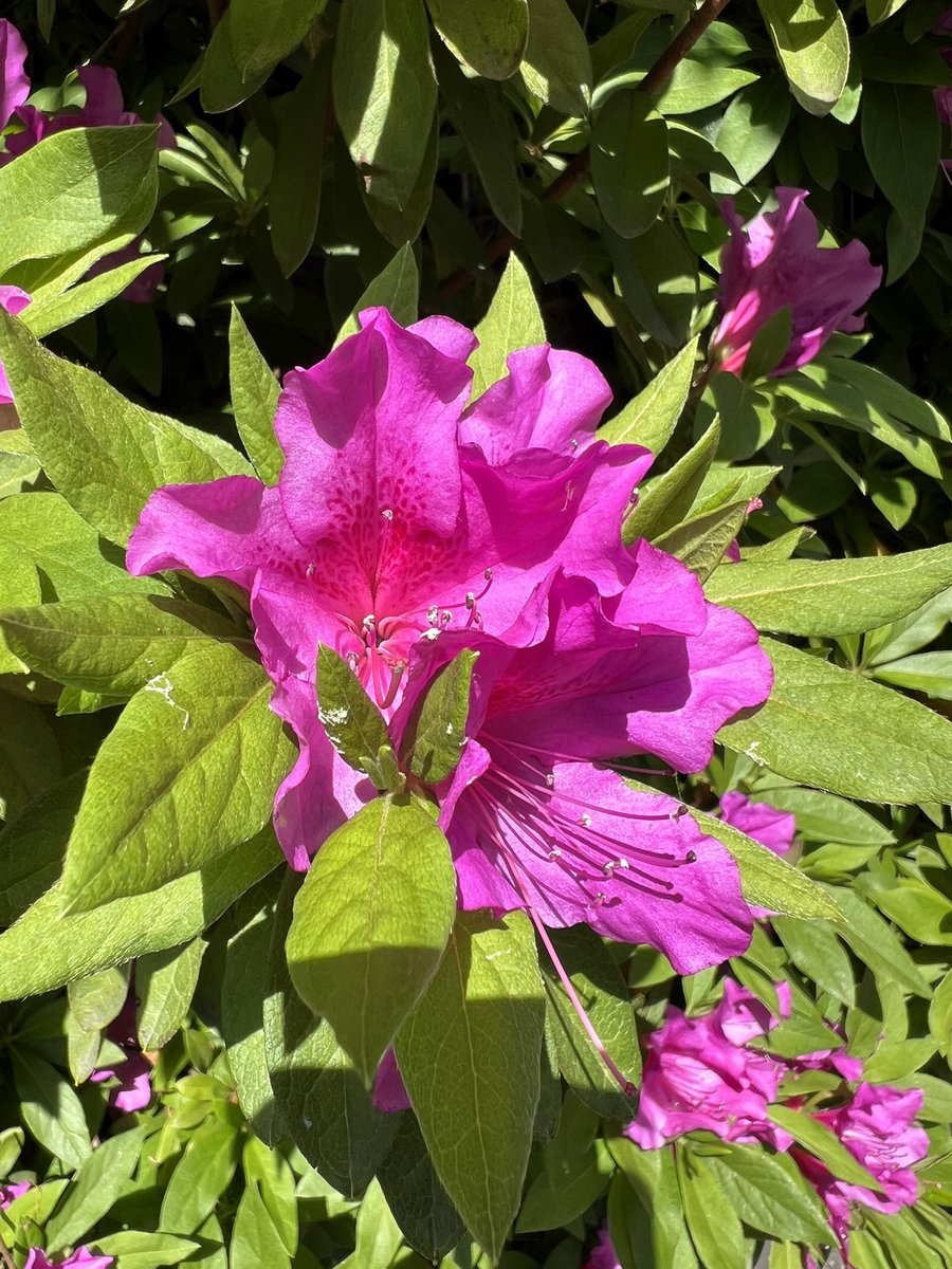 かーる　洸庵 tweet media