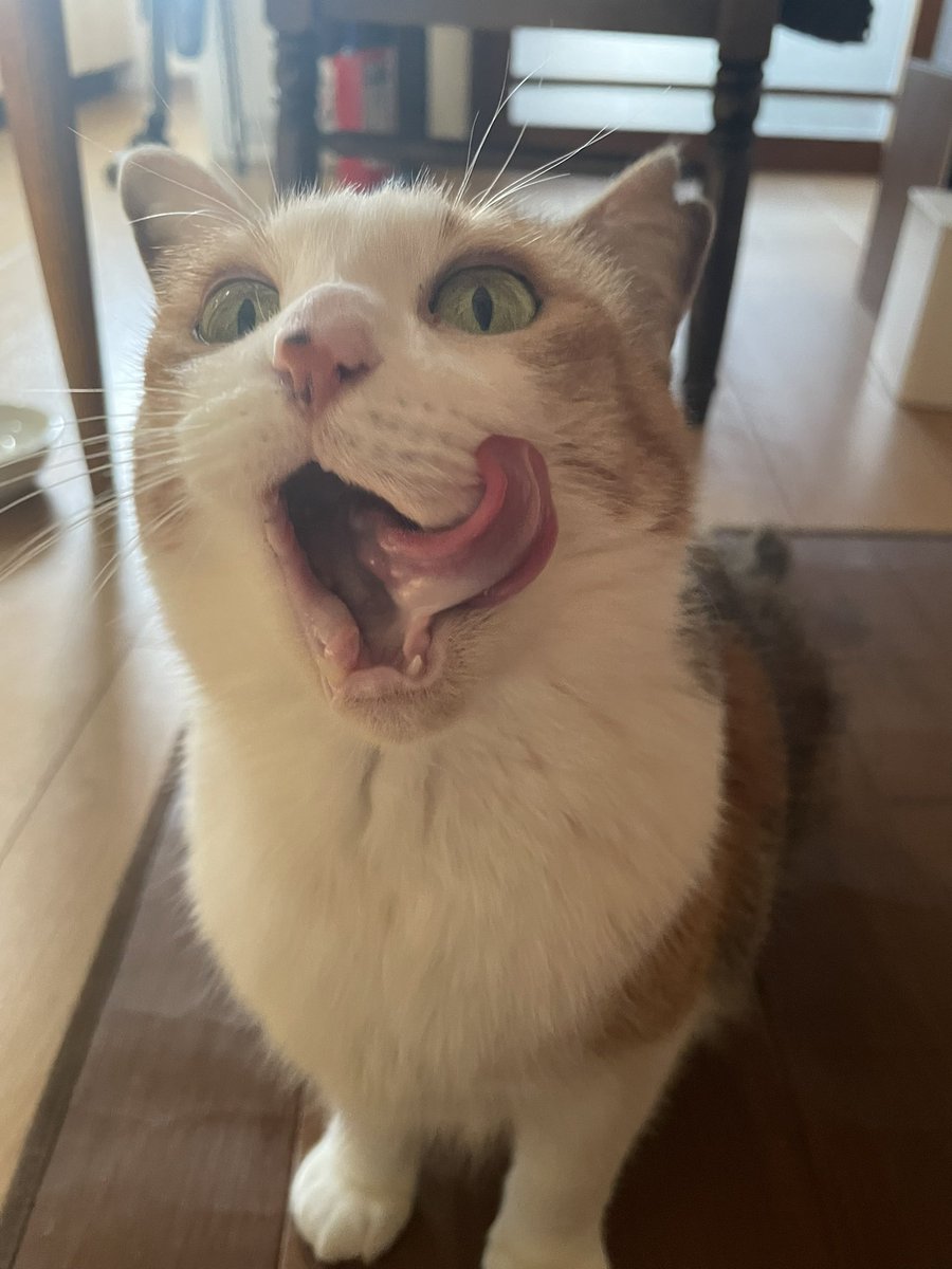 🌈🐈‍⬛ nae Ⅲ 🐈‍⬛🌈 tweet media