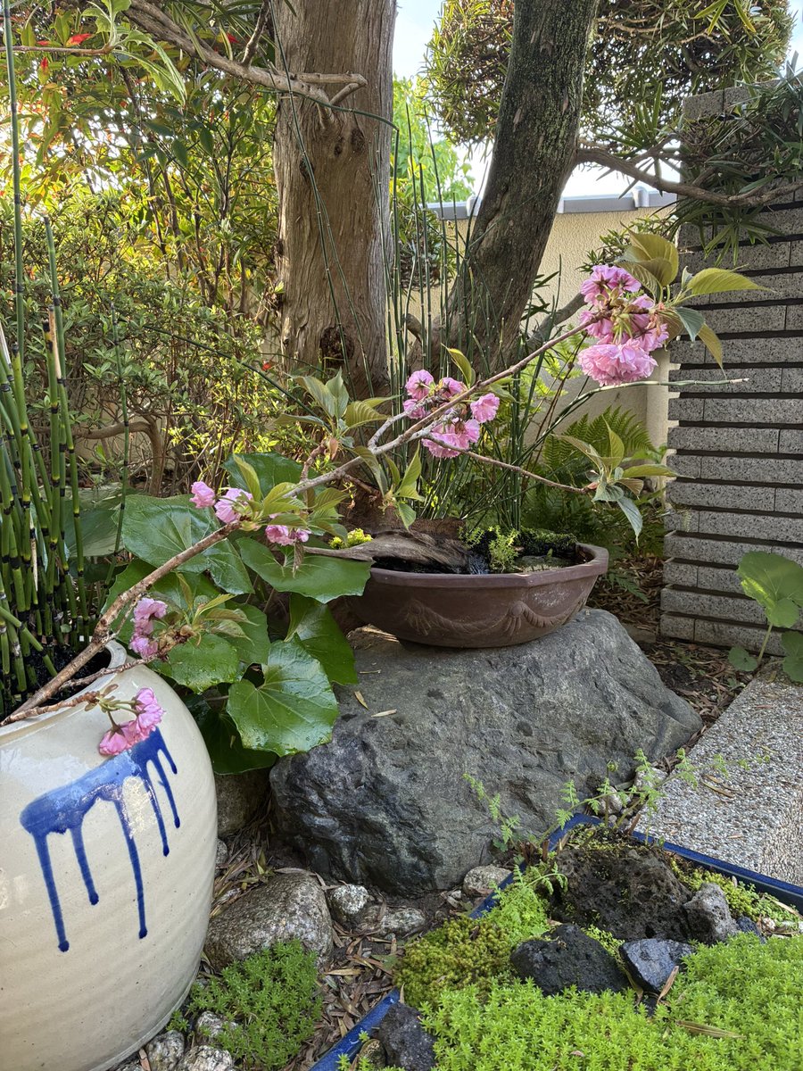 八重桜でお花見🌸