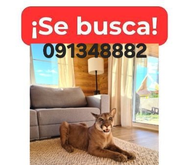 amanghini's tweet photo. buenas gente desde ayer no sabemos nada de nuestro gato se perdio por la zona de la tahona responde al nombre de tabarez es una mascota de casa no esta acostumbrado al exterior asi que debe estar muy asustado cual informacion sirve se agradece difusion https://t.co/jpDPdAMc9o