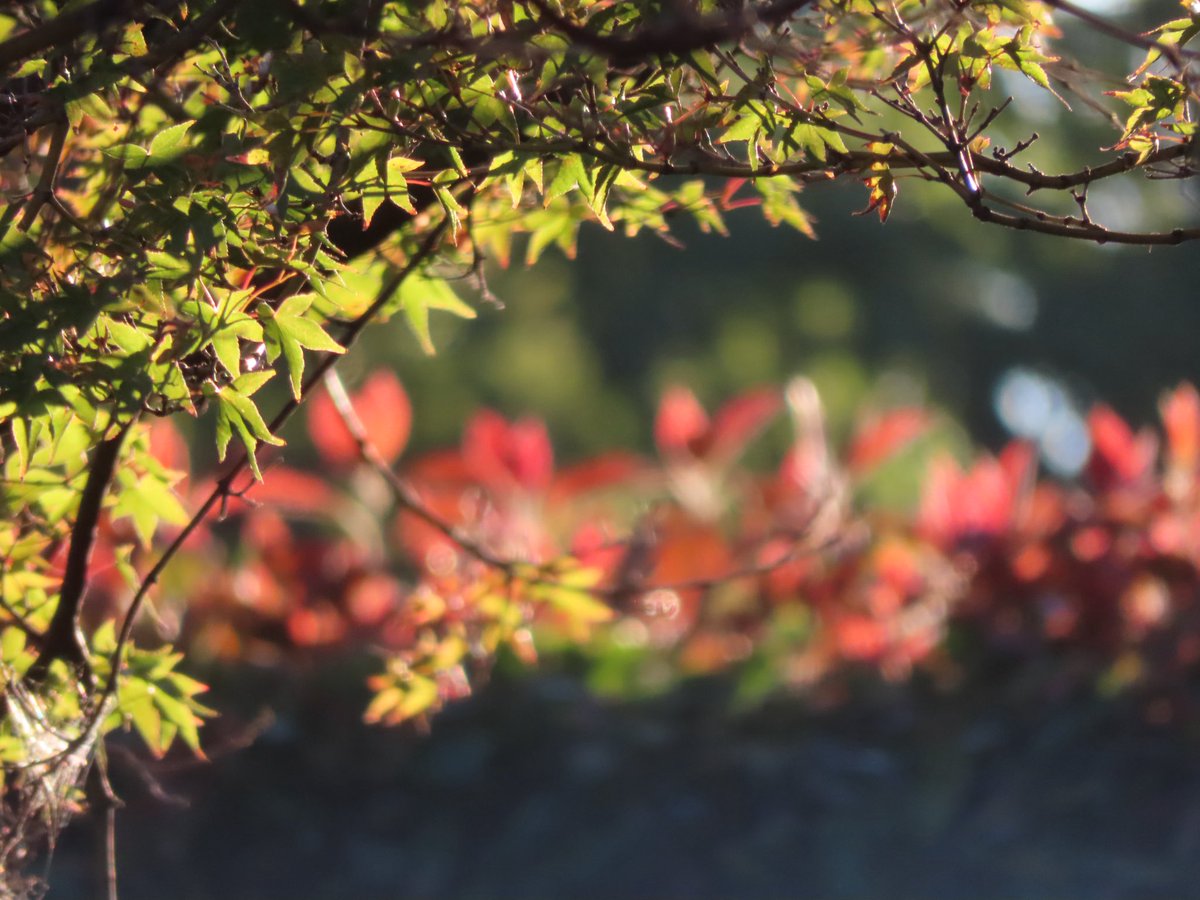 wapple15's tweet image. Good morning #Canberra 🌤️ #POETS 😎❤️🍂