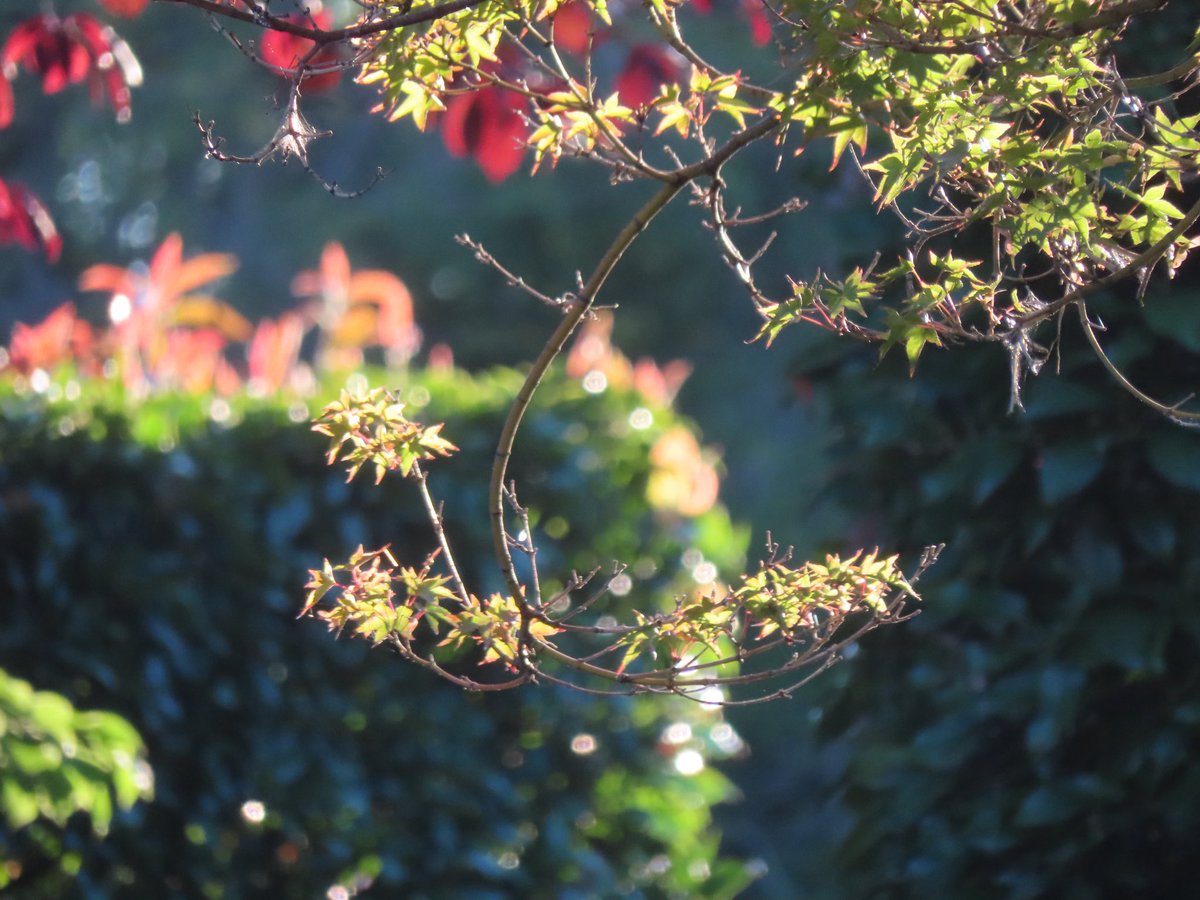 wapple15's tweet image. Good morning #Canberra 🌤️ #POETS 😎❤️🍂