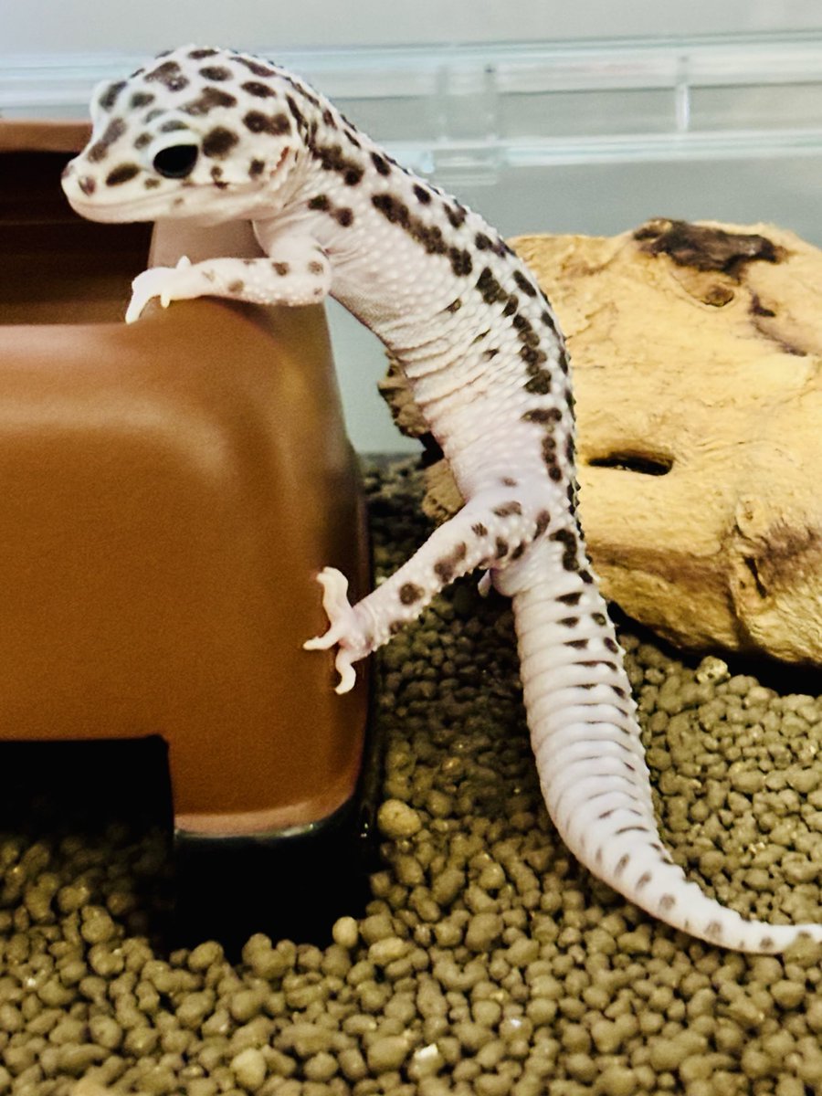 伊織(執事歌劇団) tweet media