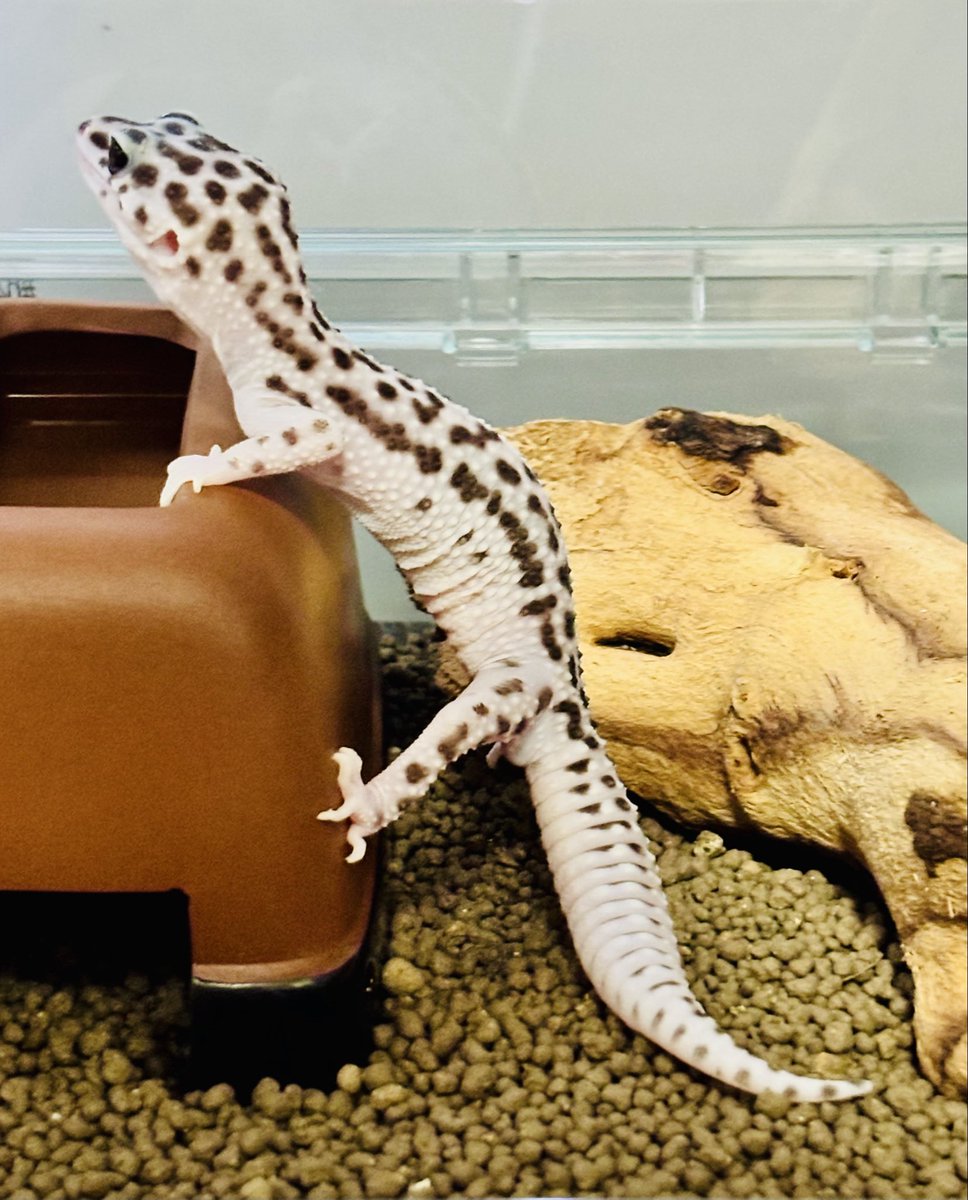 伊織(執事歌劇団) tweet media