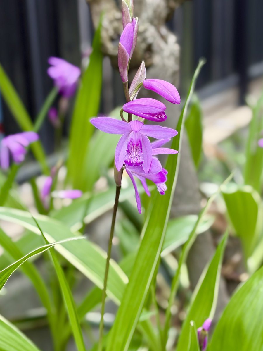 そよかぜ 𓂃◌𓈒𓏲𓆸📷🖇 tweet media