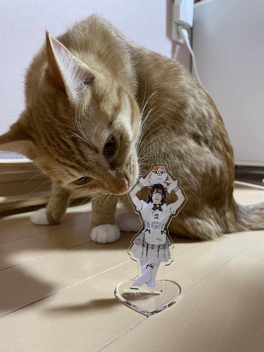茶々丸๑꒰ o̴̶̷᷄ ·̭ o̴̶̷᷅ ꒱๑ tweet media