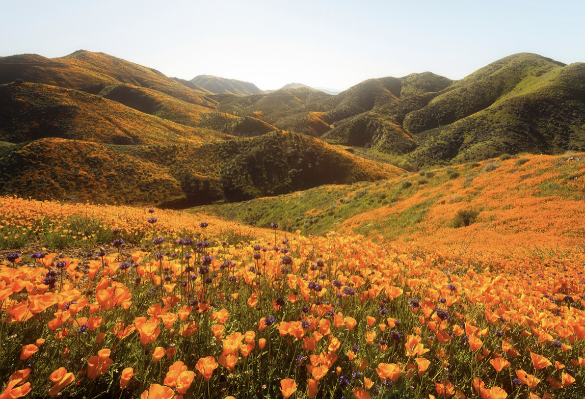 Brandon Yoshizawa tweet media