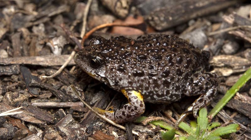 FrogID tweet media