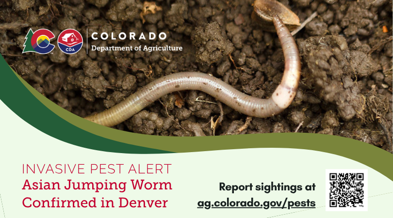 coagriculture1's tweet image. Asian Jumping Worms are aggressive, invasive earthworms, and have been reported in Colorado. Look for coffee ground soil and their erratic snake-like behavior. Report a suspected infestation and help prevent the spread of this invasive pest at ag.colorado.gov/plants/pest-su… #Invasive