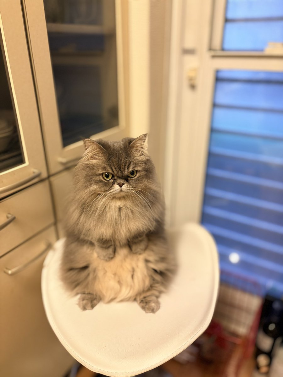 ミヌエットのゆず tweet media