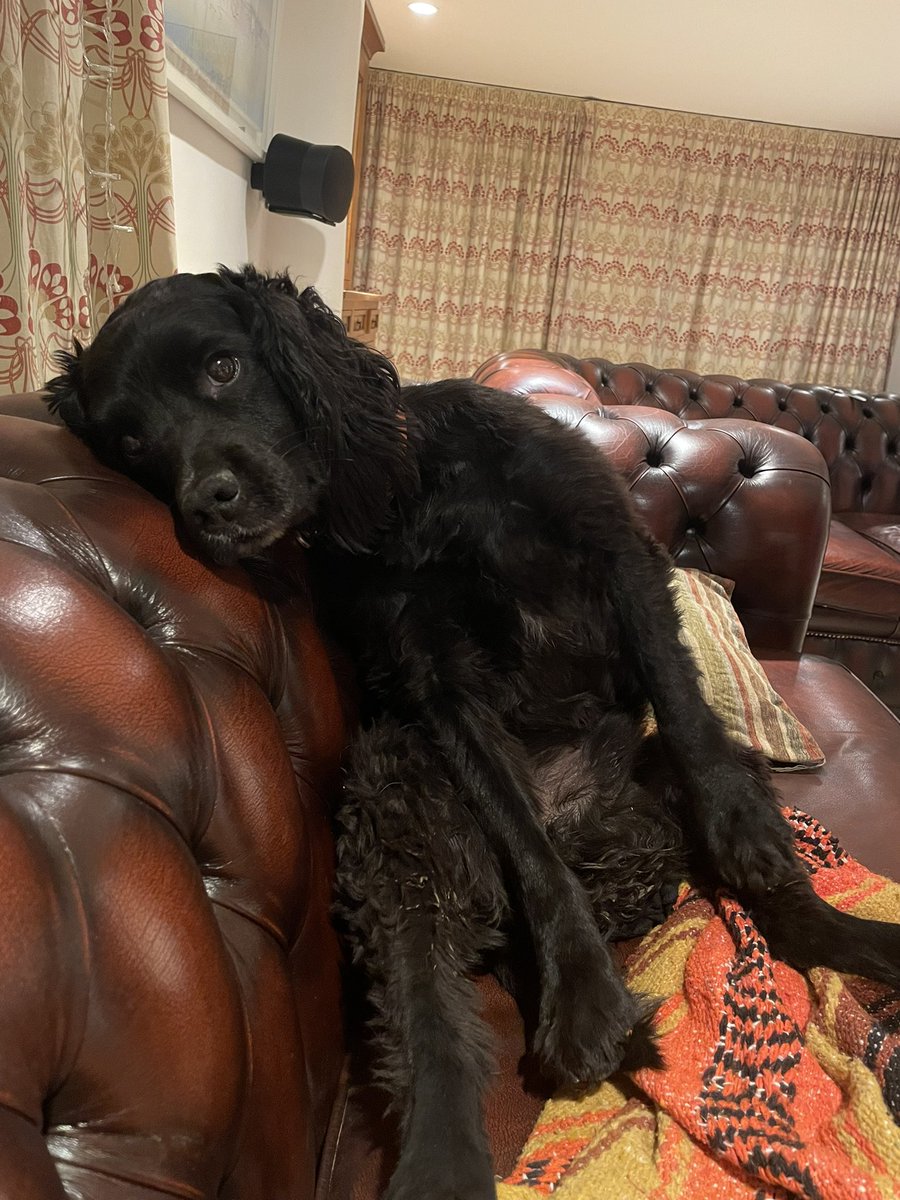 Carter_LikeDan's tweet image. Please don’t kick me off the sofa, I’m so adorable and attractive, the mud on my legs will brush off… #dogsofx #DogsofTwittter #dogsoftwitter